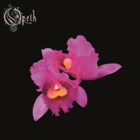 Orchid
